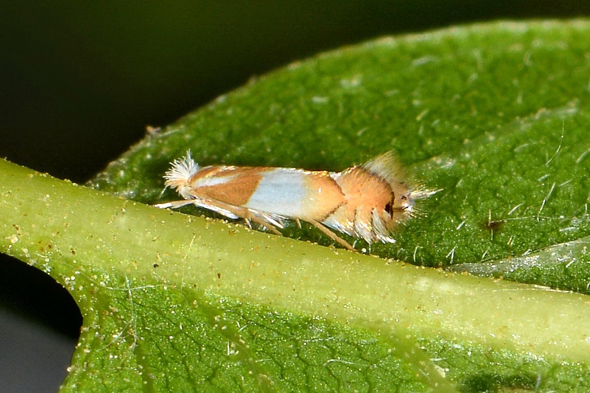 Gracillariidae: Phyllonorycter roboris? S